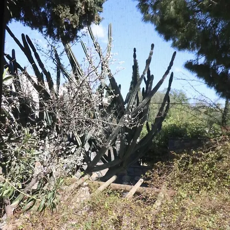 Bed and breakfast Ha La Bodrum